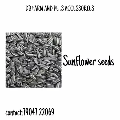 STRIPPED SUNFLOWER 1 KG