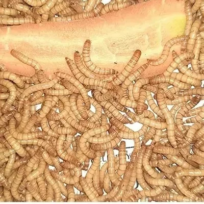 Meal Worms 1000 Pc