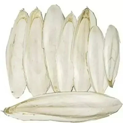 CUTTLE FISH BONE medium Size 1 Kg Pack
