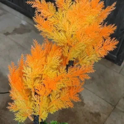 Plant Single Tree Big 218 A